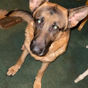 Meet your Posher, Mason